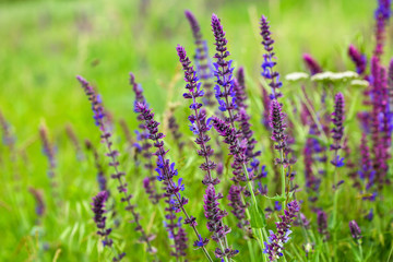 Purple wild flowers in the grass