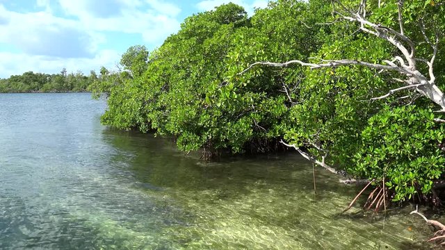 Red Mangroves (Rhizophora mangle) in Caribbean islands, Cuba.