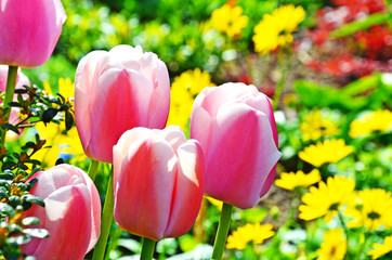 Tulpen im Frühlingsgarten