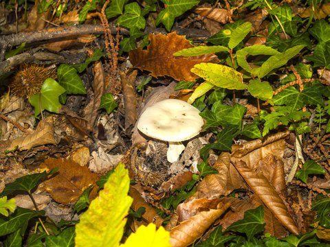 Amanita phalloides - Mortal mushroom in the forest on autumn