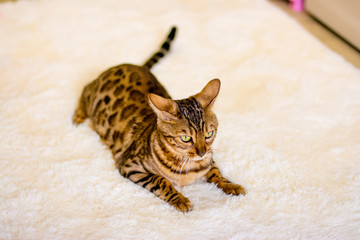 bengal cat with beautiful eyes on the carpet