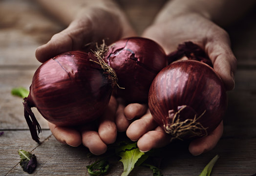 Macro shot of red onion in human hands. Gardening and harvest concept. 