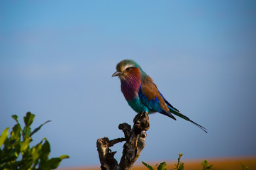 Bird