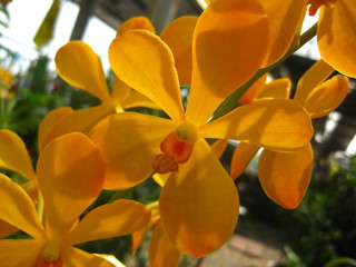 Fototapeta premium yellow flower