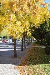 Naklejka premium Copas de árboles en otoño.