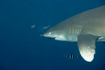 Longi auf Kuschelkurs