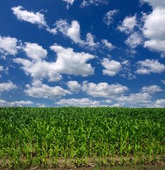 Corn field