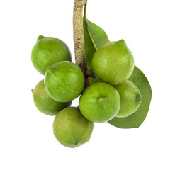 fresh macadamia nut on a white background