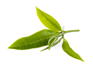 Obraz premium Green tea leaf isolated on white background