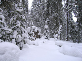 Fototapeta na wymiar Landscape snowfall in wild dense coniferous forest. Small fir tree covered with snow. High snow drifts.