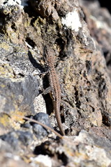 Juvenile Gran Canaria giant lizard Gallotia stehlini