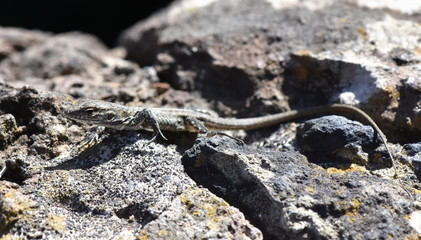 Juvenile Gran Canaria giant lizard Gallotia stehlini