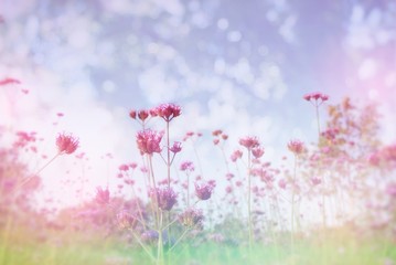 spring flower meadow in soft pastel tone with bokeh and sky background 