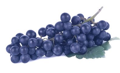 Blue wet Isabella grapes bunch isolated on white background as p