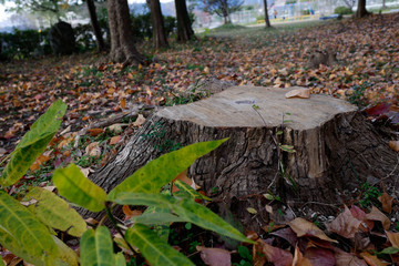 切り株と落ち葉