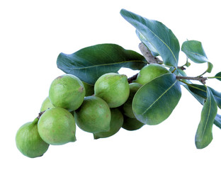 Macadamia nuts with fresh leaves on white background.