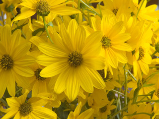 Preciosas flores amarillas