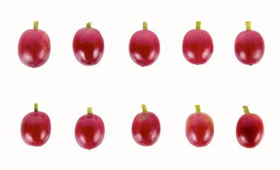 Collection of Red coffee beans on a branch of coffee tree, ripe