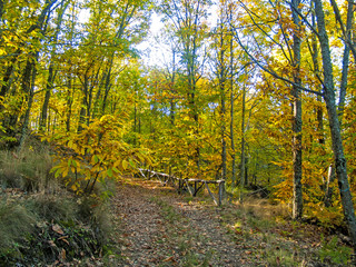 Path in the forest on autumn