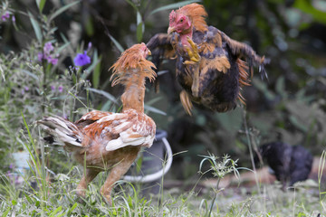 2017. Year of the rooster