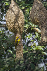 Baya Weaver in Minneriya national park, Sri Lanka