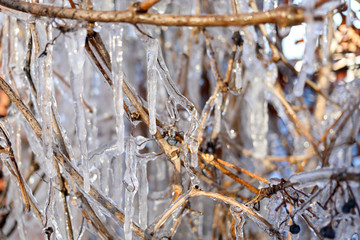 Icicles in the winter garden.