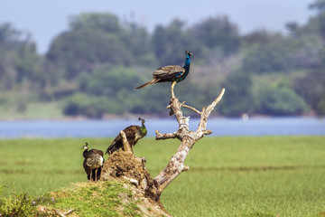 Indian peafowl in Arugam bay lagoon, Sri Lanka