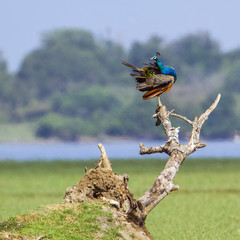 Obraz premium Indian peafowl in Arugam bay lagoon, Sri Lanka