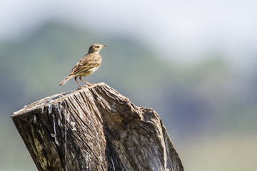 Paddyfield pipit in Arugam bay lagoon, Sri Lanka