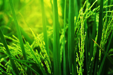 green rice ear of paddy in field background. major economic agriculture product of Thailand