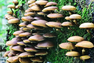 Autumn Fruiting Fungi