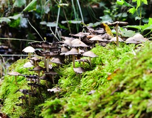 Autumn Fruiting Fungi