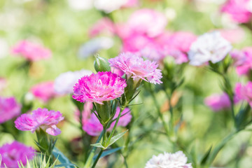 Beautiful pink carnation flowers.