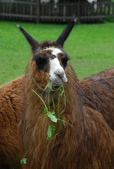 Fototapeta premium Lama in a Zoo