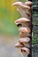 Autumn Fruiting Fungi