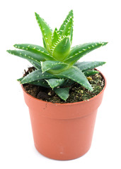 Aloe vera in a pot isolated on white