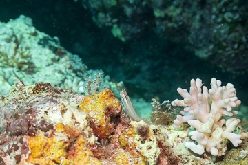 Rotmeer Kammzahn Schleimfisch