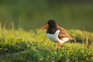 Oystercatcher