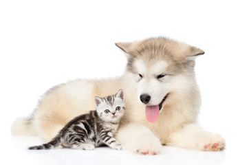 Obraz premium Alaskan malamute puppy lying with tiny kitten. isolated on white