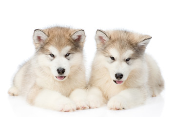 Two alaskan malamute puppies lying in front view. isolated on white