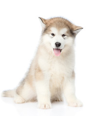 Alaskan malamute puppy sitting in front view. isolated on white