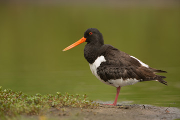 Oystercatcher