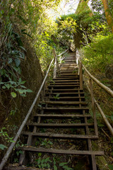 Obraz premium wooden stairs in the forest and mountain