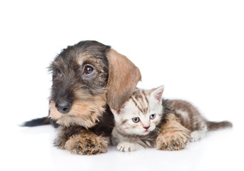 Standard wirehaired dachshund puppy embracing tiny kitten. isolated on white