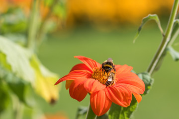 Biene auf einer Sommerblume