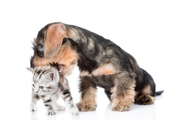 wirehaired dachshund puppy biting kitten. isolated on white 
