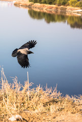 Black crows flying over the blue lake