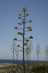 Century plant or Maguey (Agave americana)
