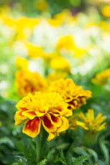 Marigold flowers in the park , Yellow flowers in the garden