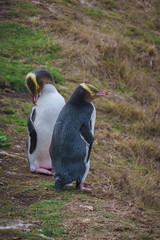 Yellow Eyed Penguin (Megadyptes Antipodes) Or Hoiho  at Katiki P